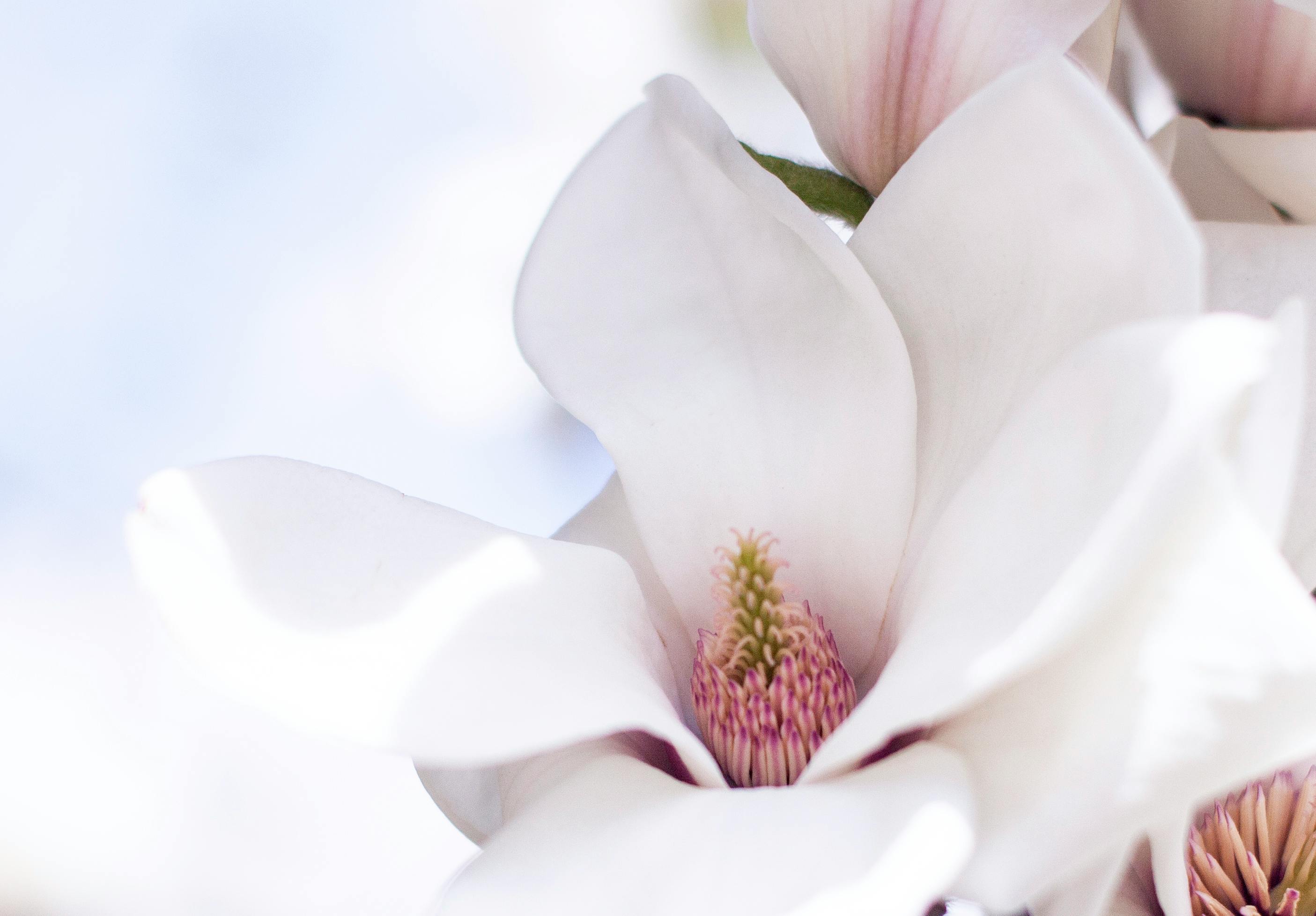 Magnolia’s AAA Hobbies To Close 2026 (Second Half). Iconic Hobby- Craft Emporium — Photo by Amelia  Cui on Pexels