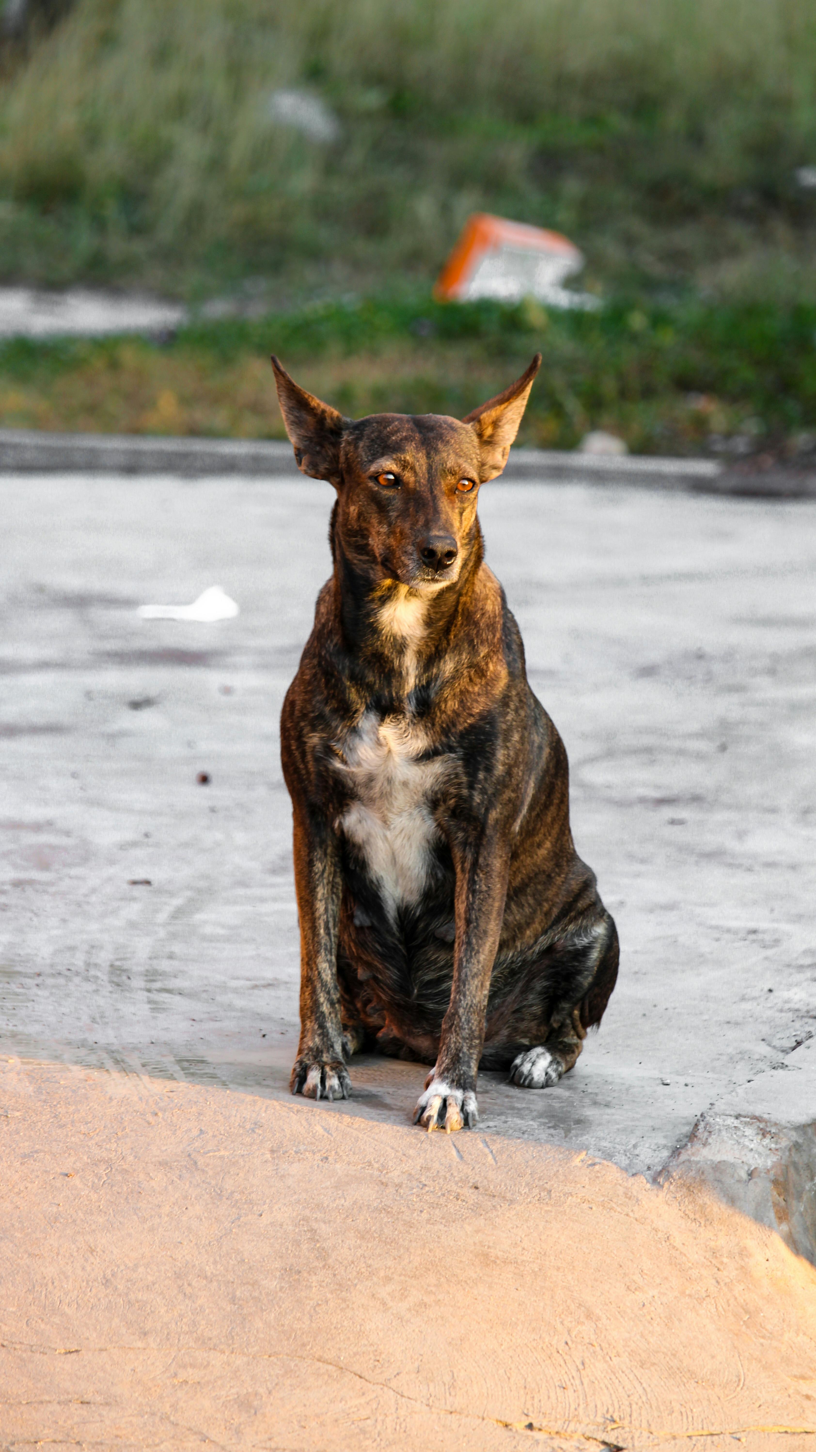 Cute dog sitting under the table · Free Stock Photo