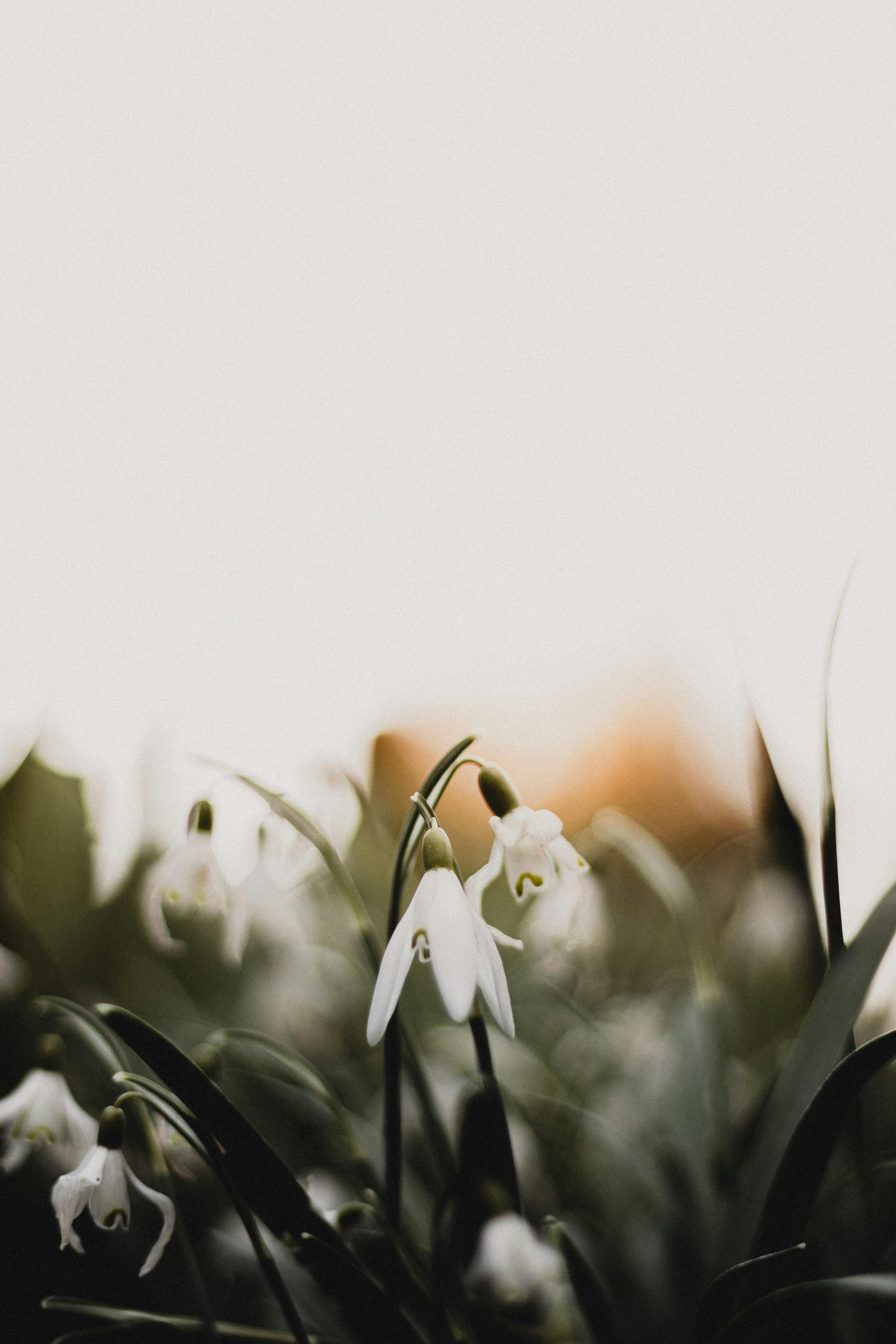 A serene close-up of delicate snowdrops blooming in early spring, capturing natural beauty.