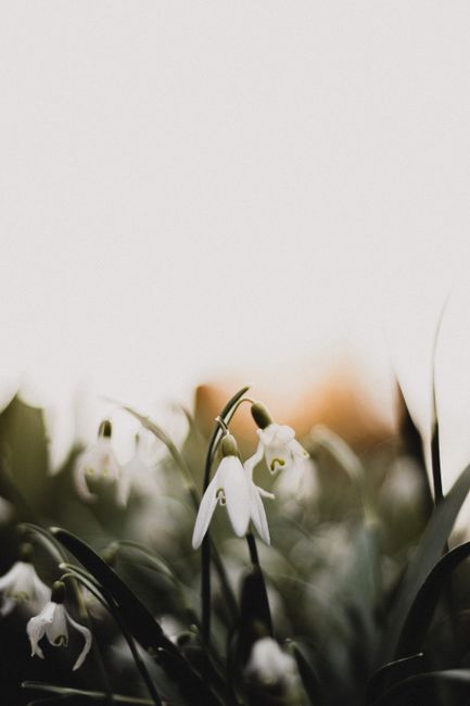 A serene close-up of delicate snowdrops blooming in early spring, capturing natural beauty.