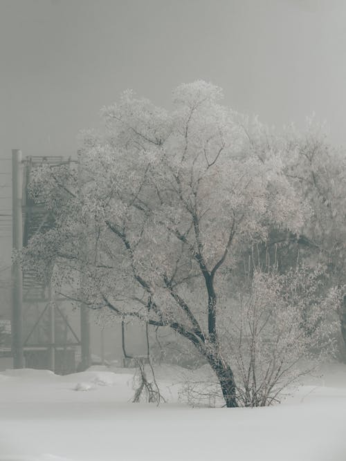 Безкоштовне стокове фото на тему «вертикальні постріл, відтінки сірого, голі дерева»