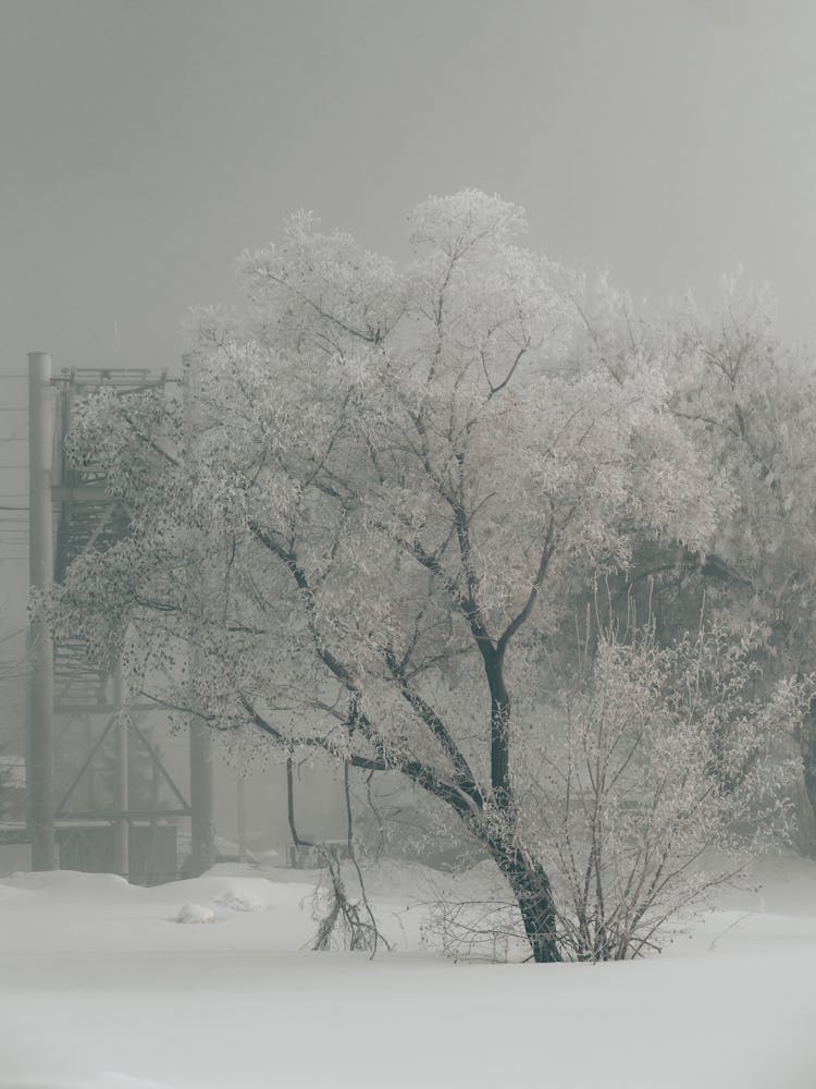 Snow Covered Tree During Winter Time