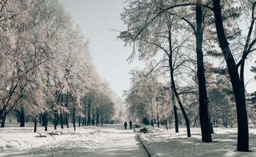 Free Couple walking in a snow-covered park in winter, surrounded by frosted trees. Stock Photo