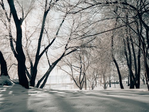 Bare Trees on Snow Covered Ground in Grayscale Photography