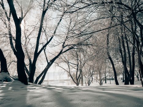A serene winter landscape with frost-covered trees in a snowy Novosibirsk park.