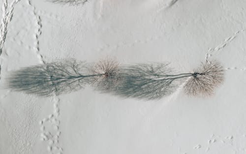 Aerial Photography of Bare Trees on Snow Covered ground