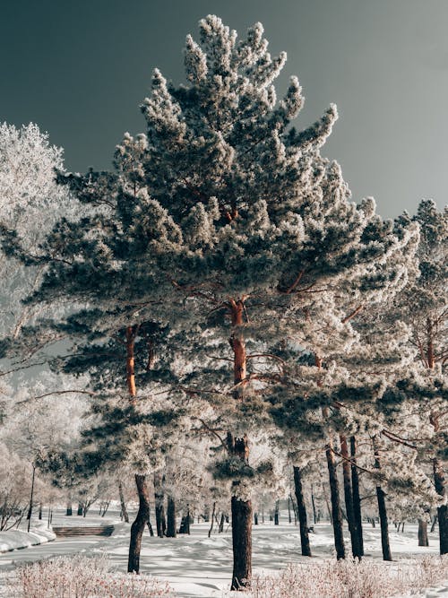 Immagine gratuita di alberi, boschi, congelato