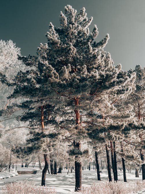 Snow Covered Park with Trees