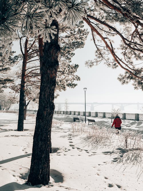 Photo of Trees on Snow Covered Ground