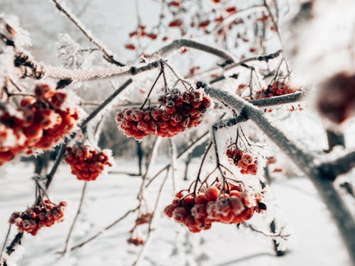 免费 冬季, 冷, 凍結的 的 免费素材图片 素材图片