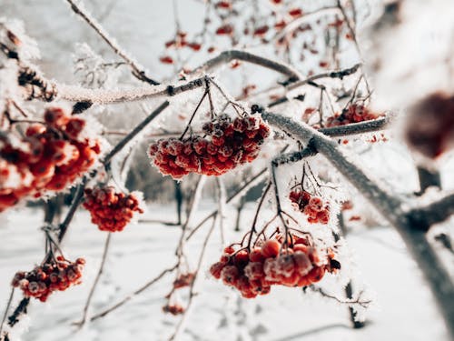 Foto d'estoc gratuïta de baies, branques d'arbre, congelant