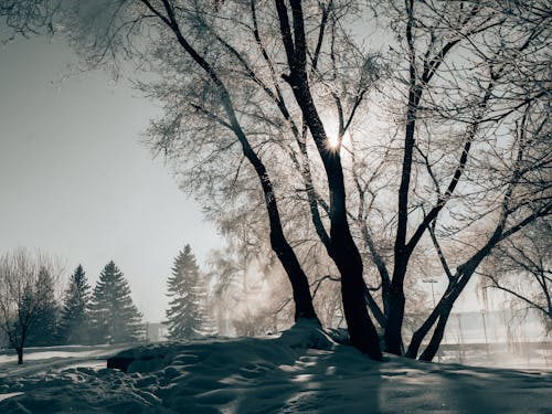 Immagine gratuita di albero nudo, coperto di neve, inverno