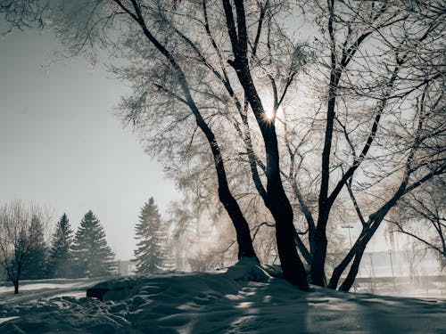 Leafless Tree on Snow Covered Ground