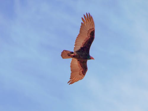 A Vulture Flying Under Blue Sky