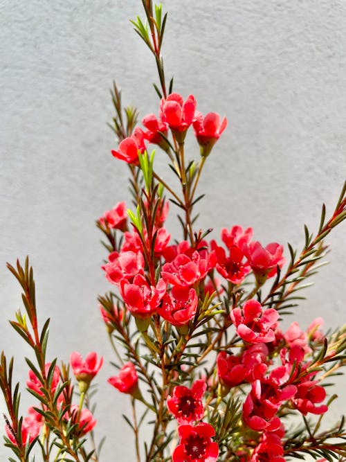 Fotobanka s bezplatnými fotkami na tému červené kvety, chamelaucium, flóra