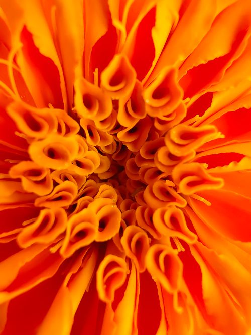 Free Extreme close-up of a marigold flower showing its vibrant orange petals. Stock Photo