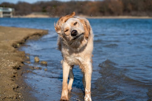 Dog Shaking Off Water