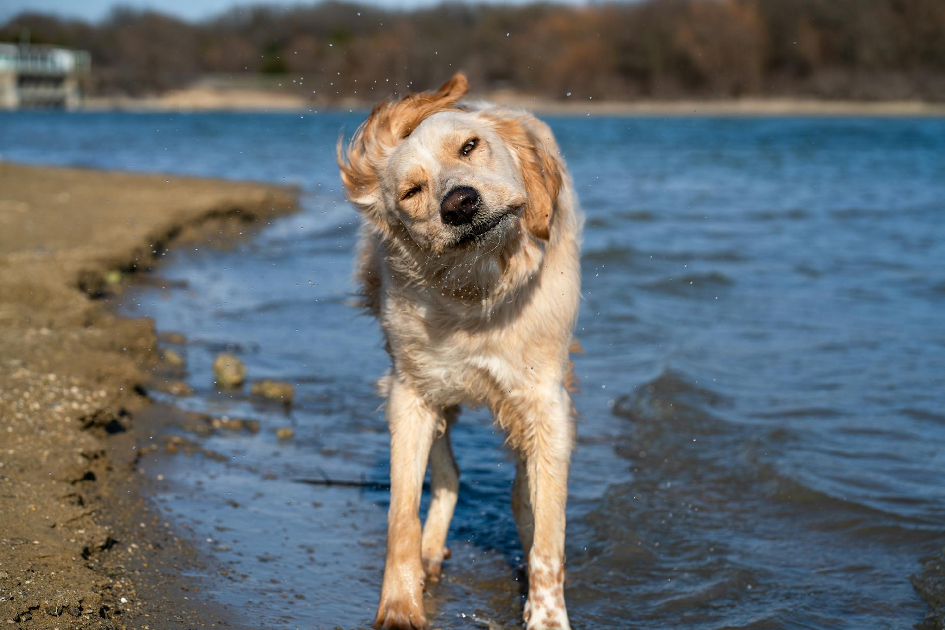 Dog Shaking Off Water