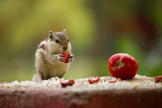 hamster photo