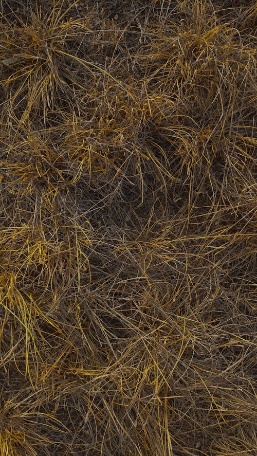 Gratis stockfoto met gele achtergrond, gele texturen, gras achtergrond