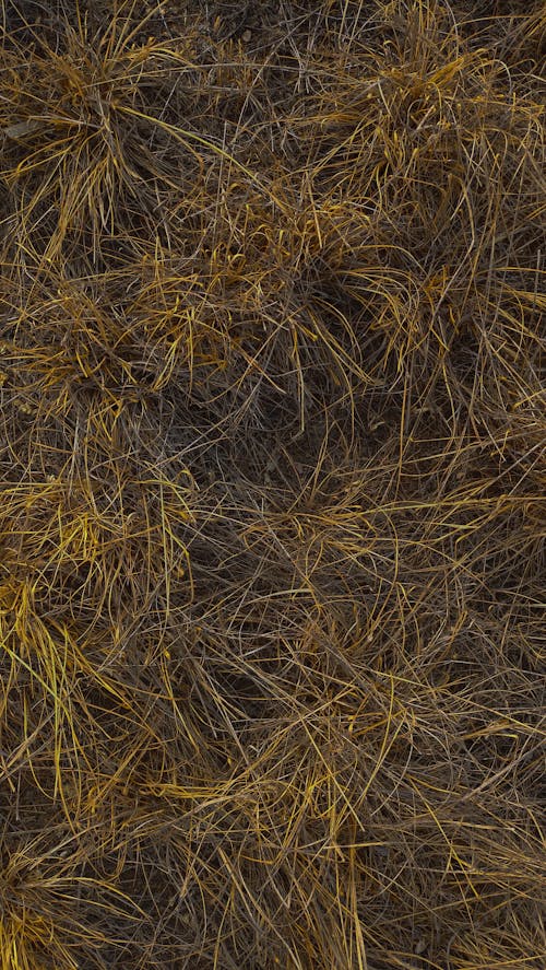 Free stock photo of beautiful yellow grass, grass, grass wallpaper Stock Photo