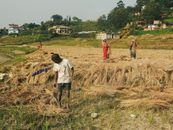 People on Brown Grass Field