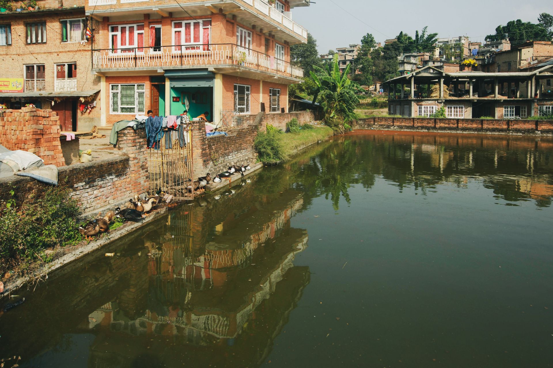 A scenic view of ducks by a pond next to traditional houses in a rural setting.