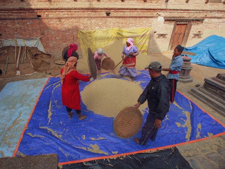 Men And Woman Drying Rice