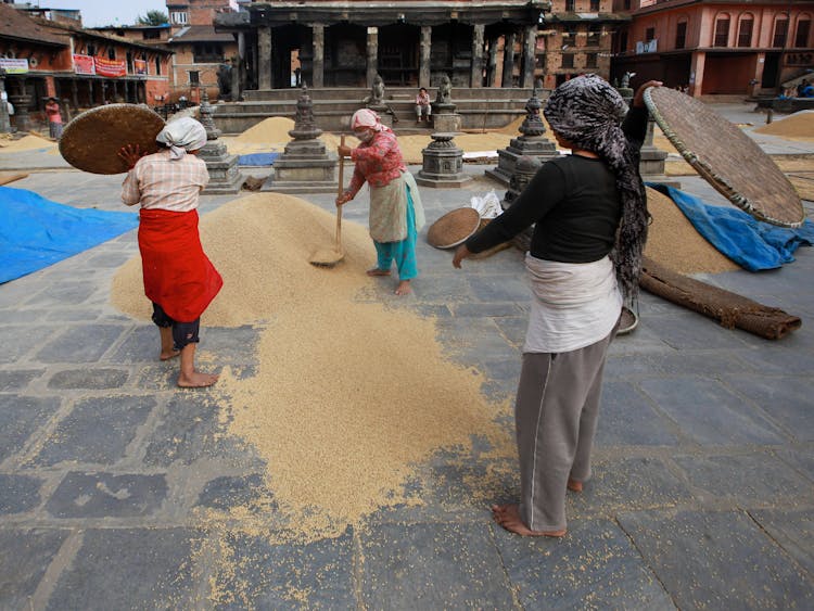 Women Drying Rice