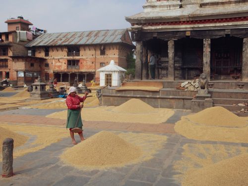 Free Woman drying rice grains in historic courtyard with temple backdrop, vibrant cultural scene. Stock Photo