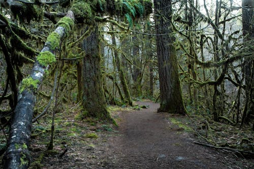 Hiking Trail Between Mossy Trees in the Forest