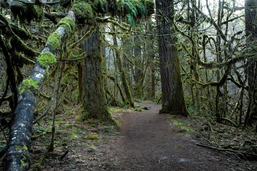 Explore a serene mossy trail in the lush forests of Sublimity, Oregon. Perfect for nature lovers.