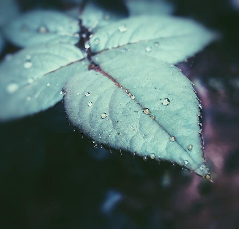 Free Focus Photography of Green Leaf With Water Droplet Stock Photo