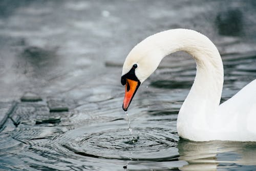 White Swan in Close Up Photography