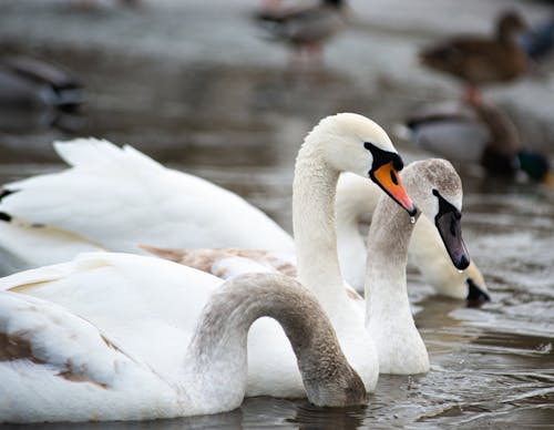 White Swans in Close Up Photography