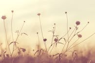 柔和的暮光天空映衬着优雅的花朵轮廓，唤起平静与宁静