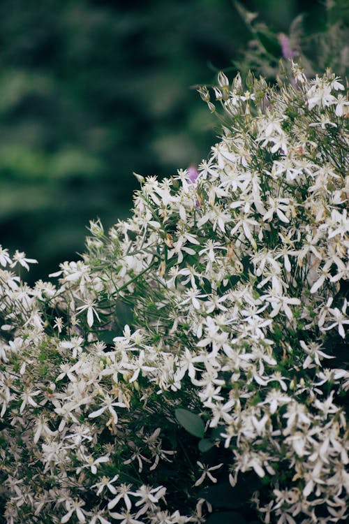 Immagine gratuita di botanico, fiori bianchi, flora