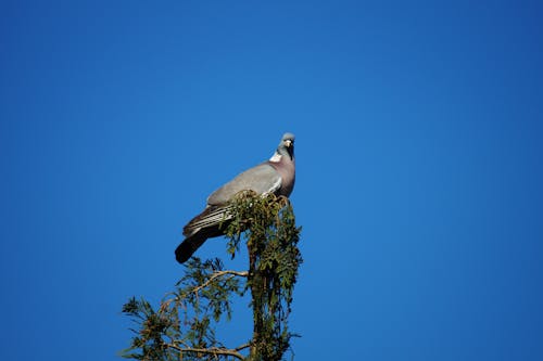 Серый голубь на дереве