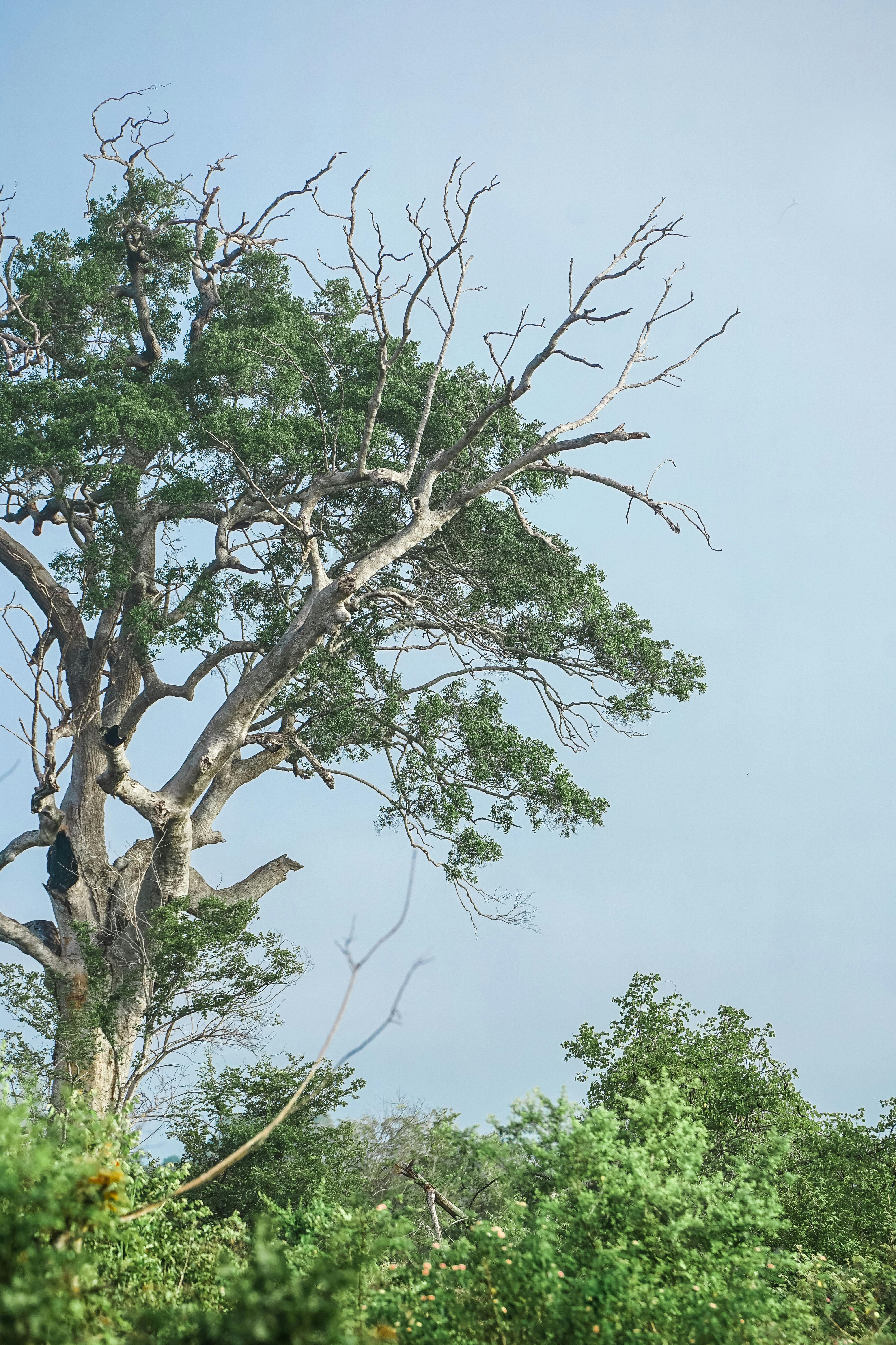 High Tree against a Clear Sky · Free Stock Photo