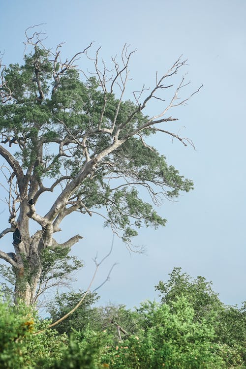 Бесплатное стоковое фото с вертикальный выстрел, ветвь, дерево