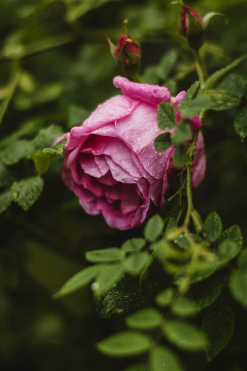 Free Vibrant pink rose covered in dewdrops surrounded by lush green leaves, evoking freshness. Stock Photo