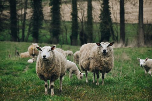 Free Sheep grazing in a peaceful, verdant field surrounded by trees, invoking rural tranquility. Stock Photo