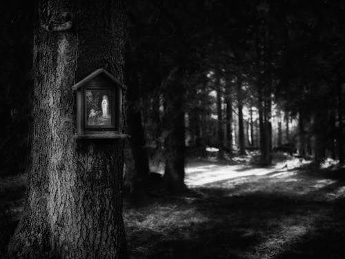 Free stock photo of believing, dark, forest