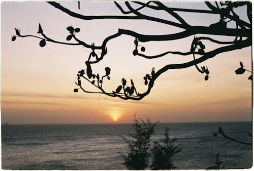 Ağaç dalları, akşam karanlığı, deniz içeren Ücretsiz stok fotoğraf