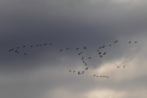 Ingyenes stockfotó alacsony szögű felvétel, madarak, madárraj témában