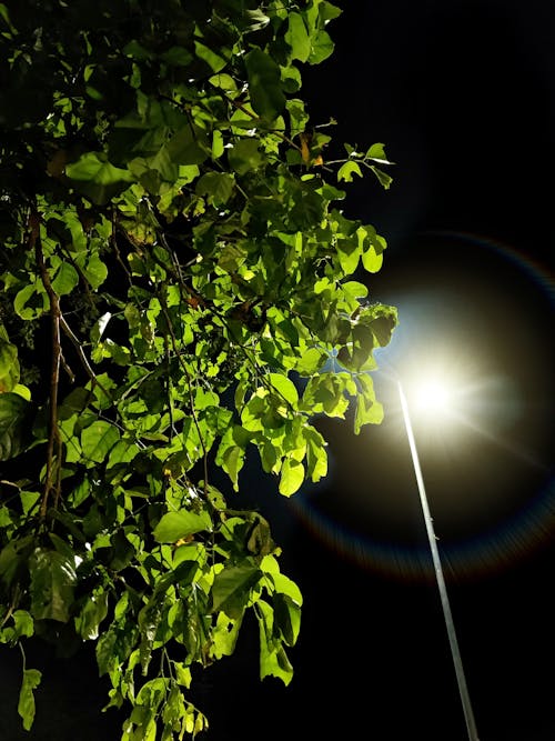 Free Бесплатное стоковое фото с город ночью, дерево, ночная улица Stock Photo
