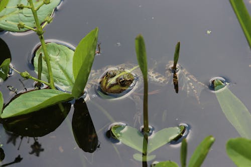 Free Green Frog on Water Near  Stock Photo