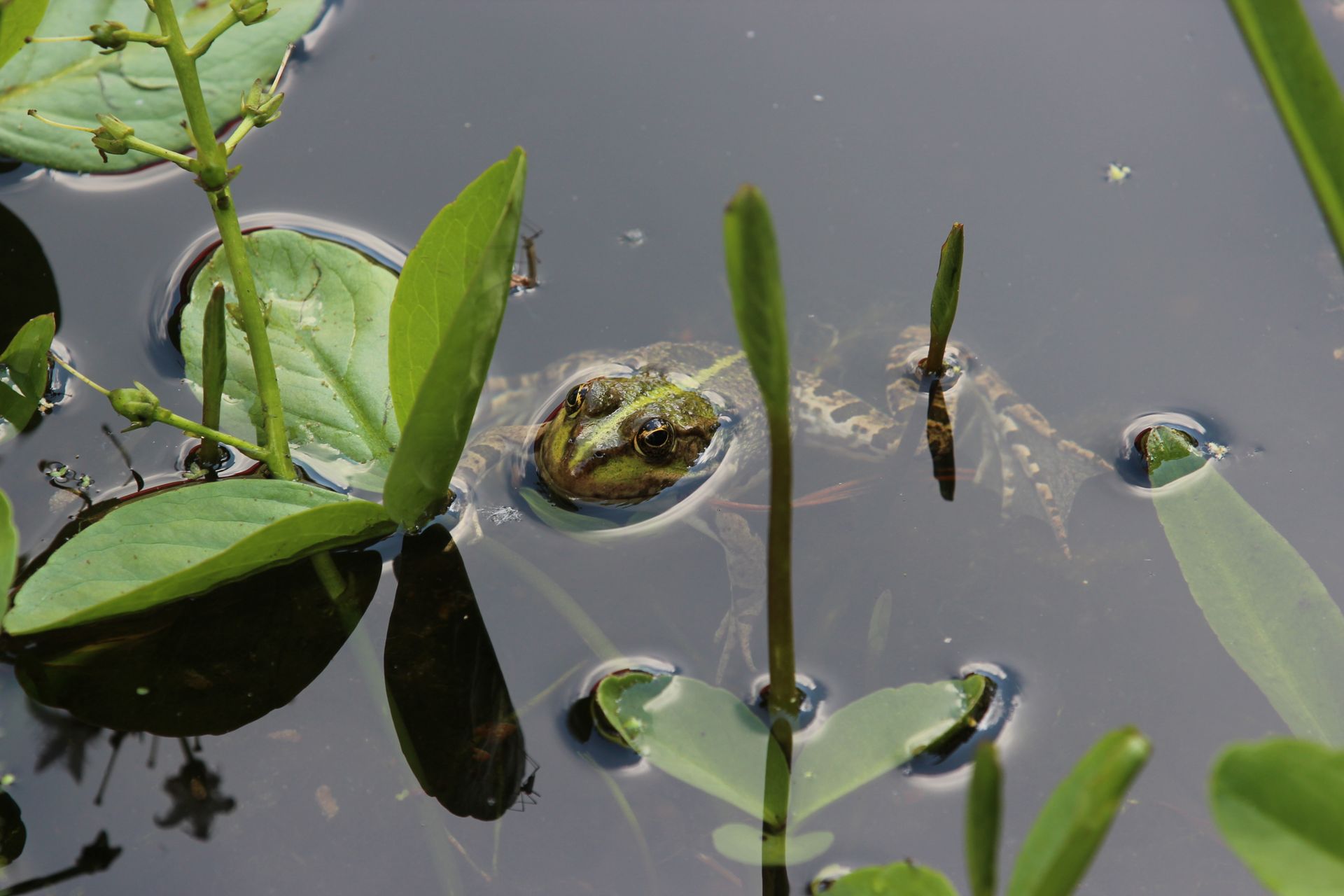 A green frog partially submerged in a pond with surrounding water plants.