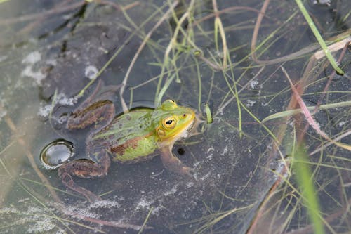 Free Close-Up Shot of a Green Frog Stock Photo