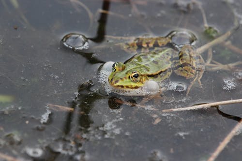 Free A Green Frog in the Water  Stock Photo